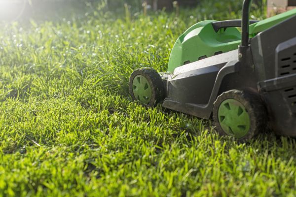 Lawn Overgrowth Cleanup